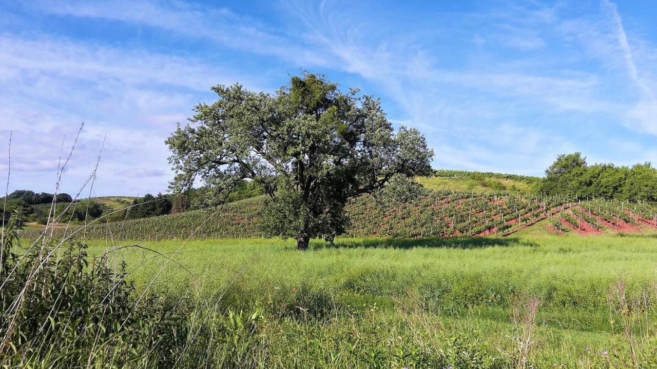 Haus Mit Seele Im Nahetal Weinsheim  المظهر الخارجي الصورة